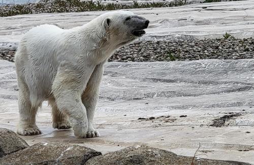 Detroit Zoo Trip 2025