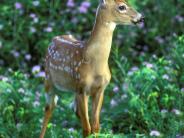 Fawn Highland Rec