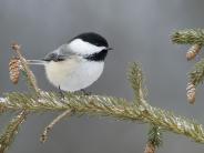 Black Capped Chickadee Highland Rec