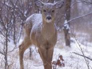 Fawn Highland Rec