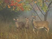 Doe and Younglings Highland Rec