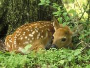 Fawn Highland Rec