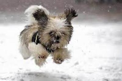 Dog Playing In The Snow.